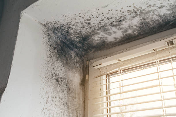 Affordable Mold Cleanup solutions in Lebanon, PA